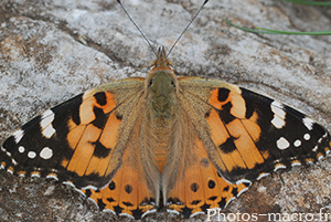 Cynthia cardui